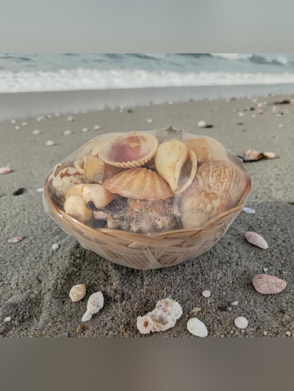 Natural SeaShell Collection 5" Handmade Woven Basket Sealed Protective Plastic F